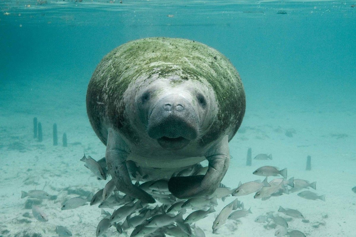 the amazonian manatee is one of the endangered species in ecuador