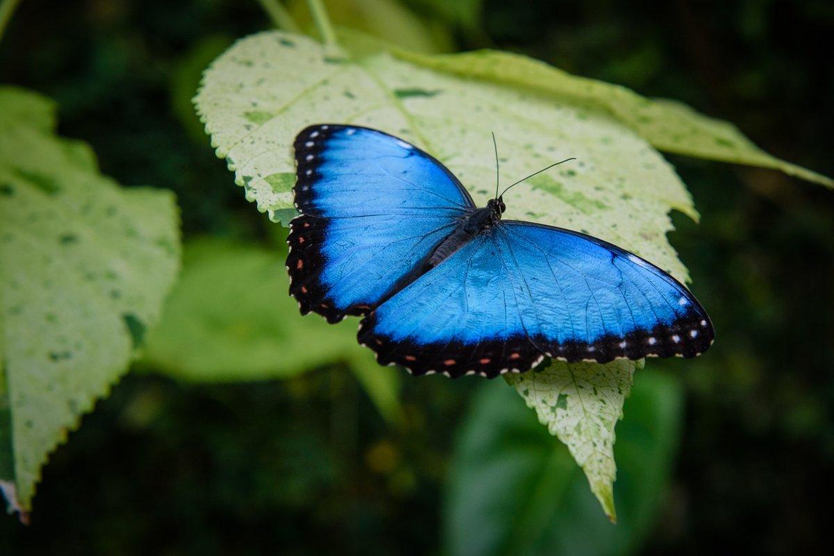 the anaxibia morpho is in the famous animals in brazil