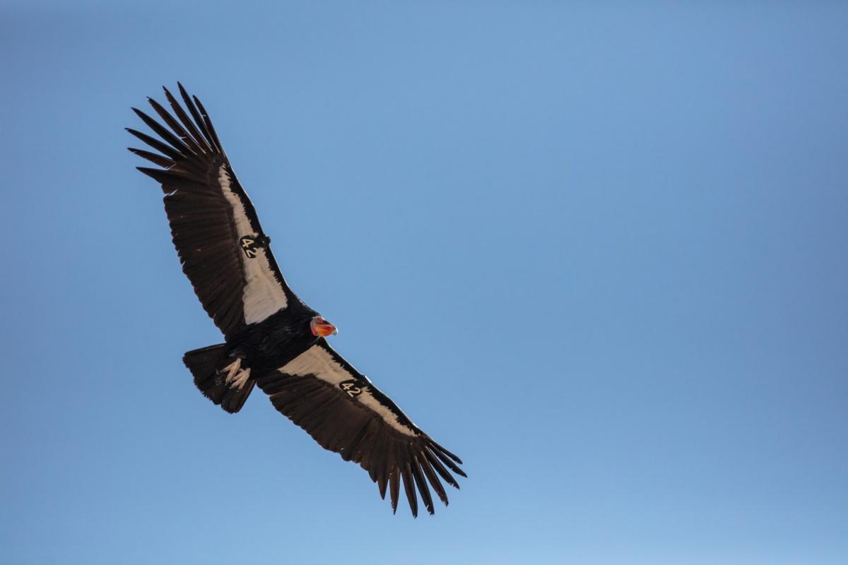 the andean condor is the ecuador national animal