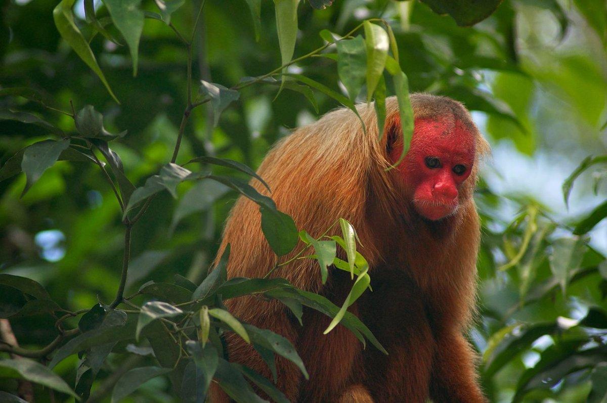 the bald uakari is among the endangered species in brazil