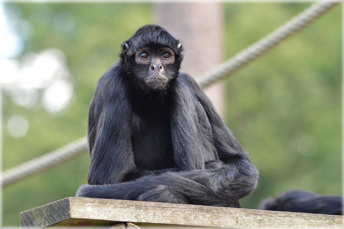 the black-headed spider monkey is among the endangered animals in ecuador