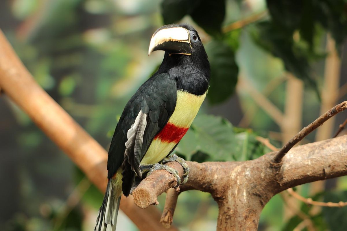 the black-necked aracari is one of the animals of brazil list