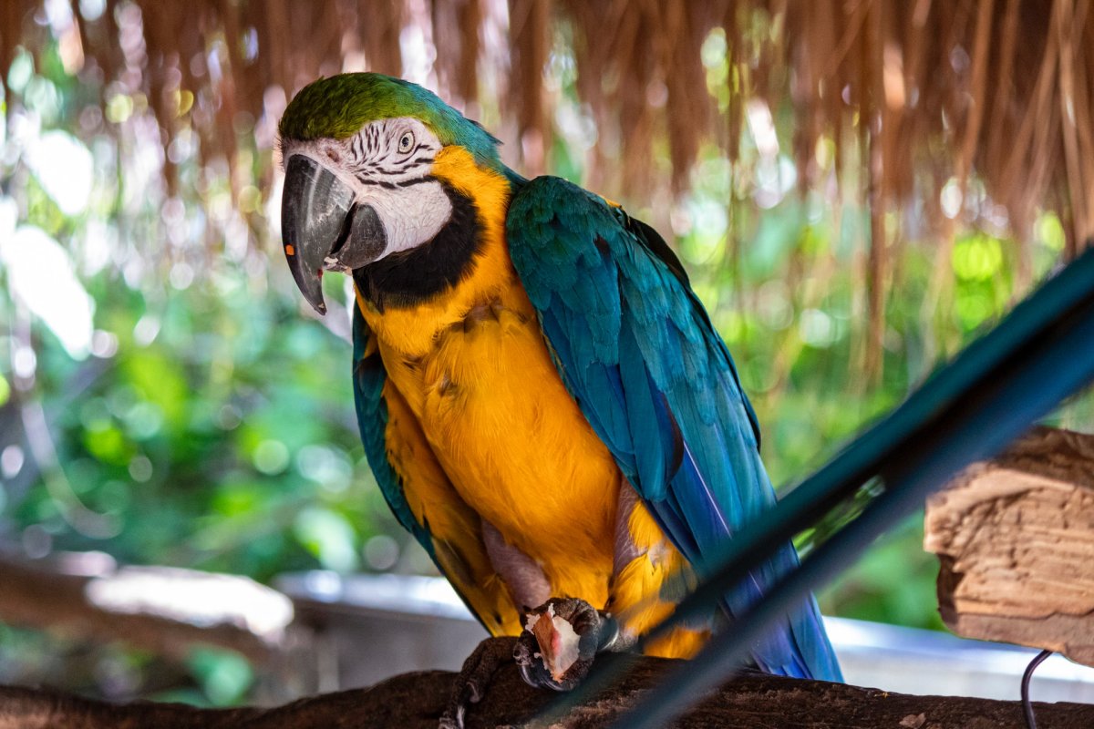 the blue and yellow macaw is among the animals in the rainforest of brazil