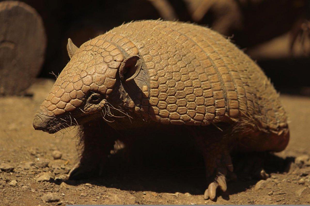 the brazilian three-banded armadillo is one of the native animals of brazil
