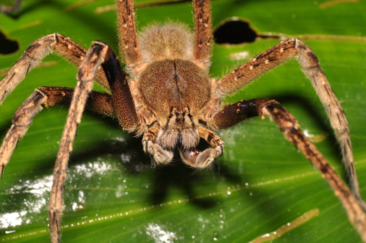 the brazilian wandering spider is in the list of brazil animals