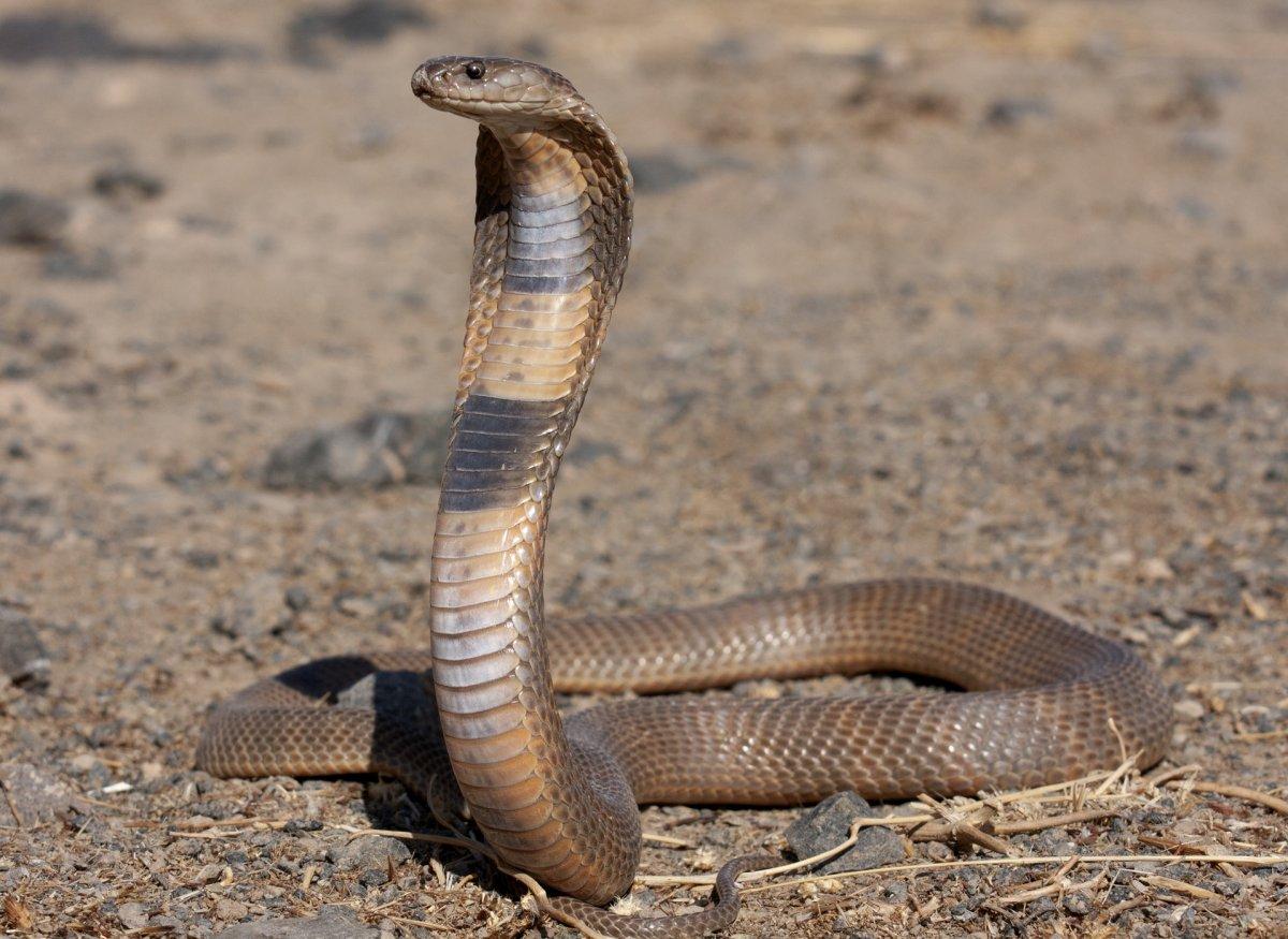 the caspian cobra is part of the wildlife of iran