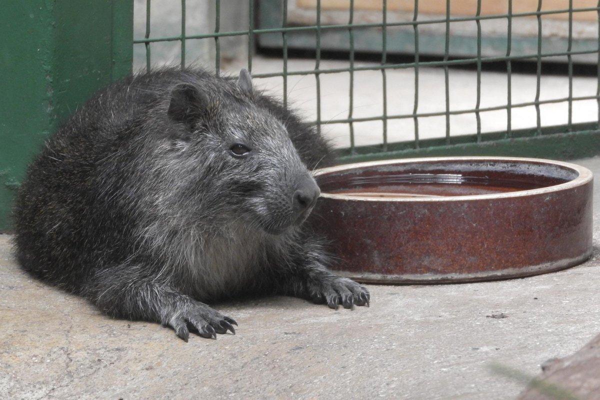 the cuban hutia is the national animal of cuba