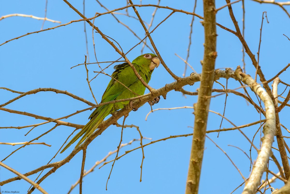 the cuban parakeet is part of the cuba wildlife