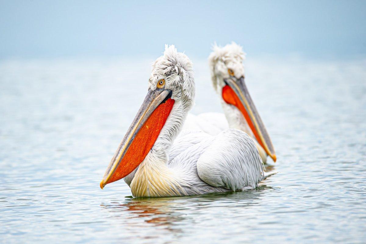 the dalmatian pelican is one of the most common animals in bulgaria