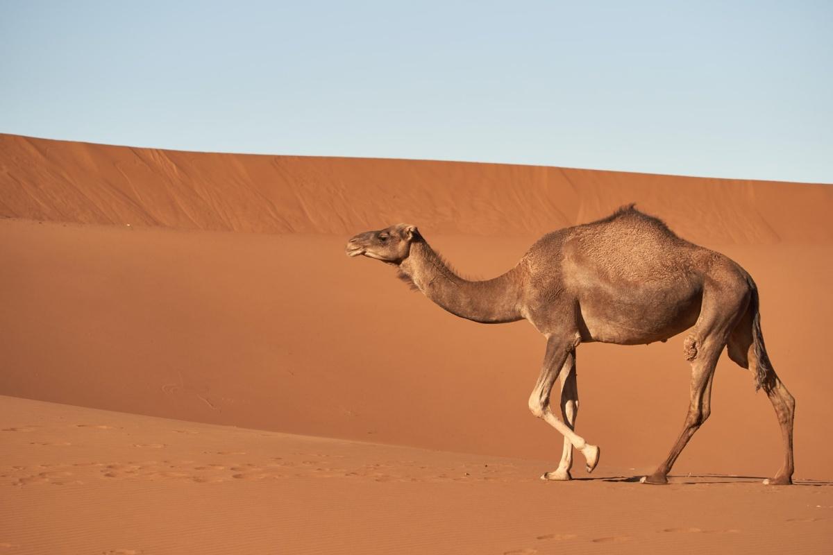 the dromedary is the national animal of kuwait