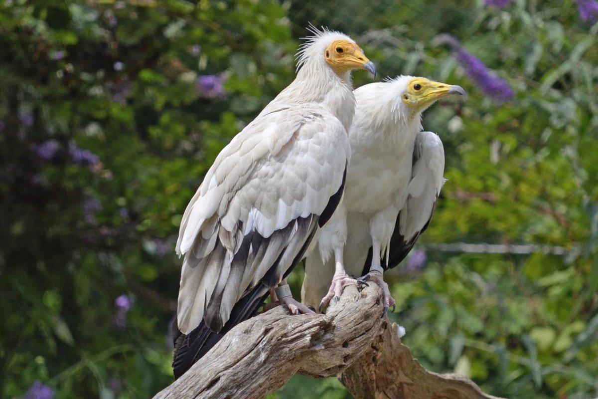 the egyptian vulture is in the egypt animals list