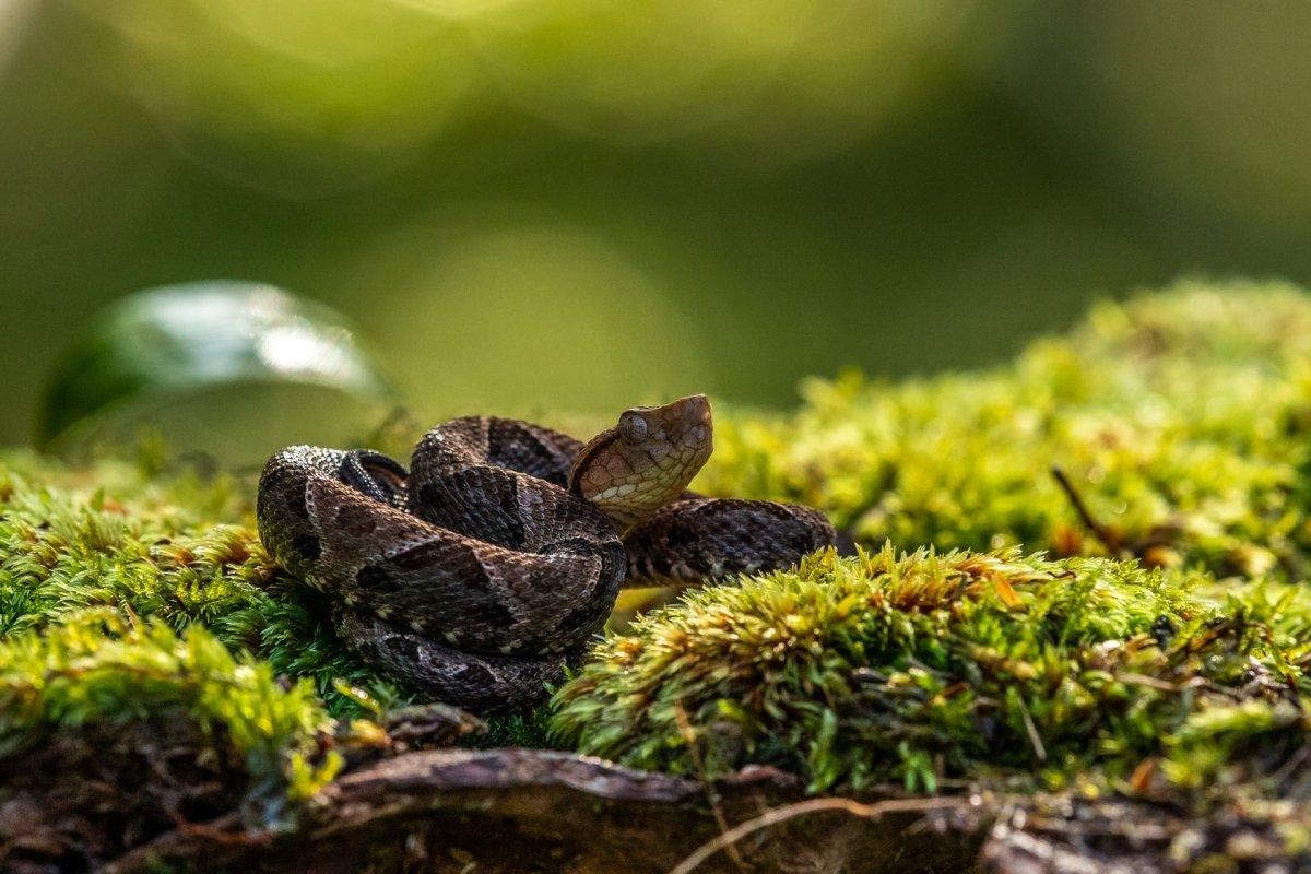 the fer-de-lance is one of the animals found in brazil