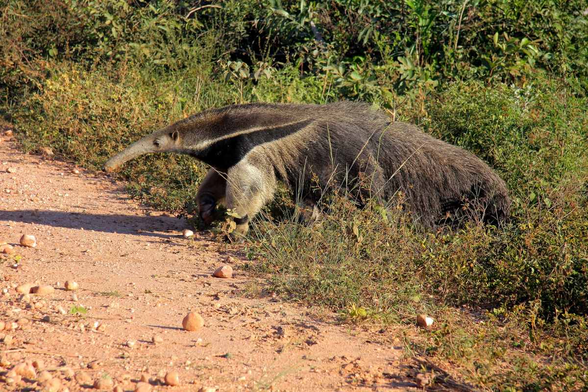 the giant anteater is one of the endangered animals of brazil