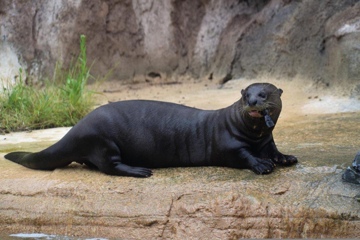 the giant otter is among the native animals in brazil