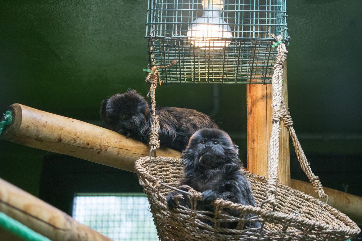 the goeldi's marmoset is among the endangered animals in brazil