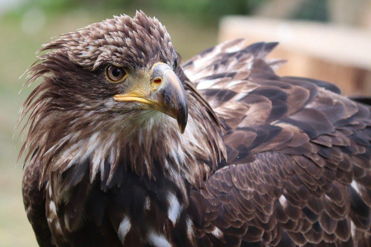 the golden eagle is the national animal of armenia