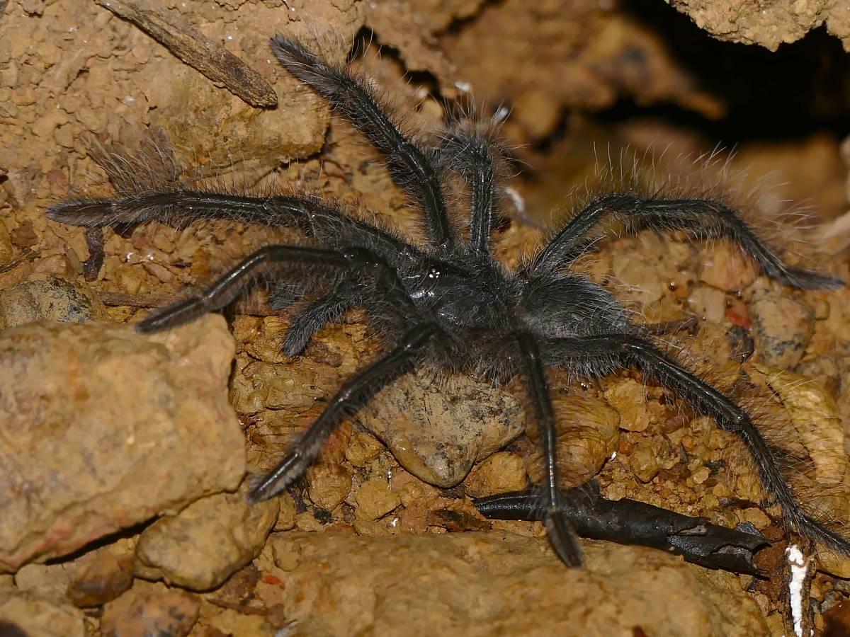 the goliath birdeater is in the animals in brazil list