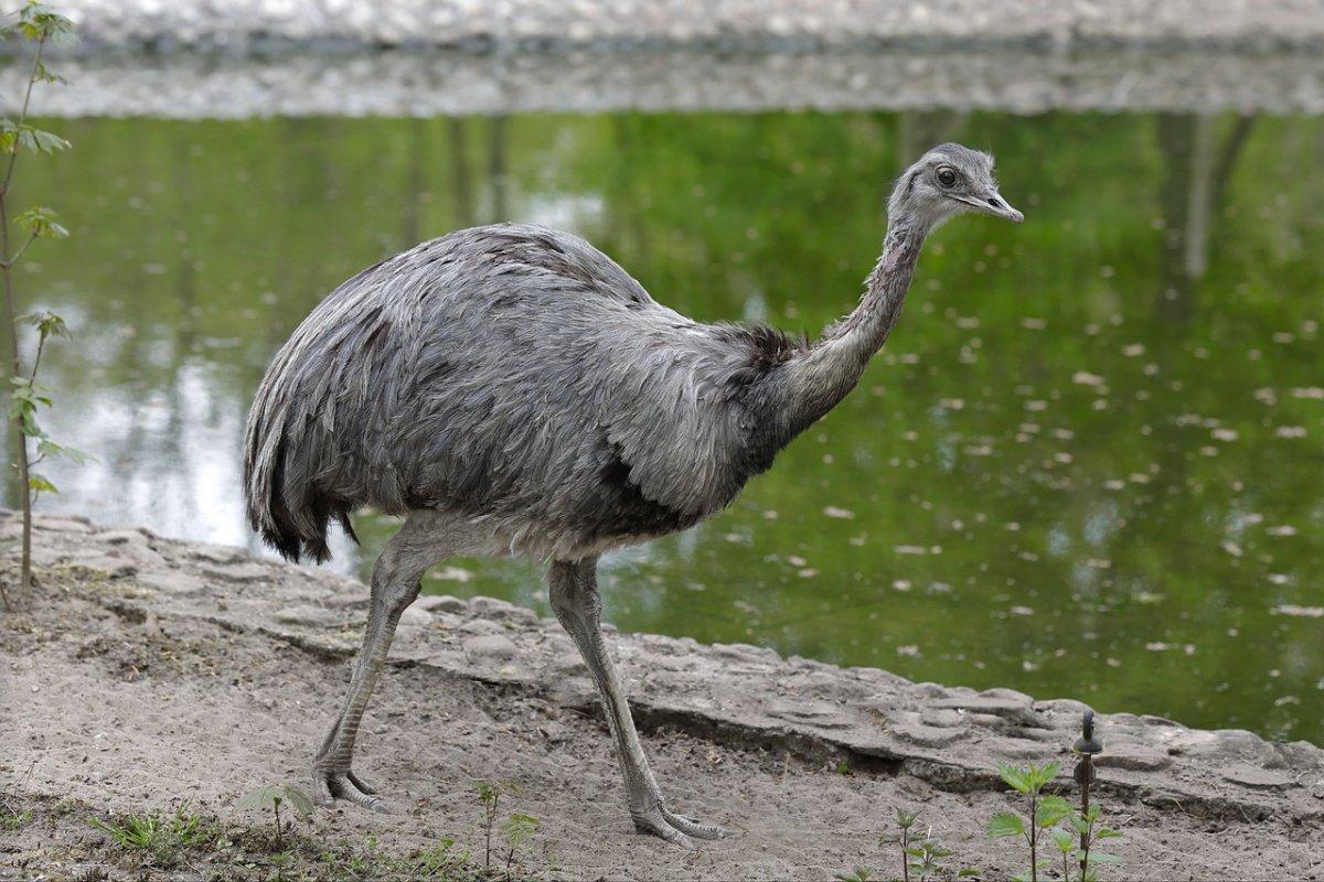 the greater rhea is in the list of animals in brazil