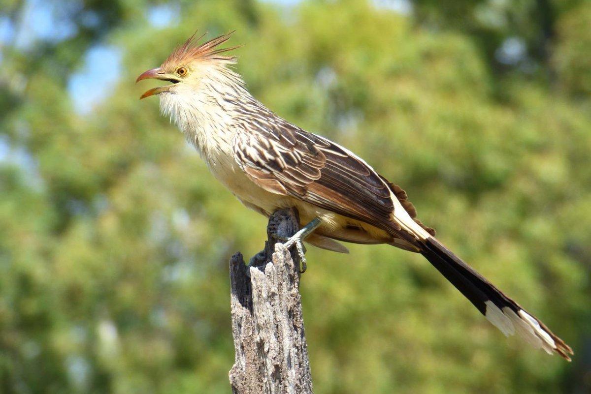 the guira cuckoo is among the common animals in brazil
