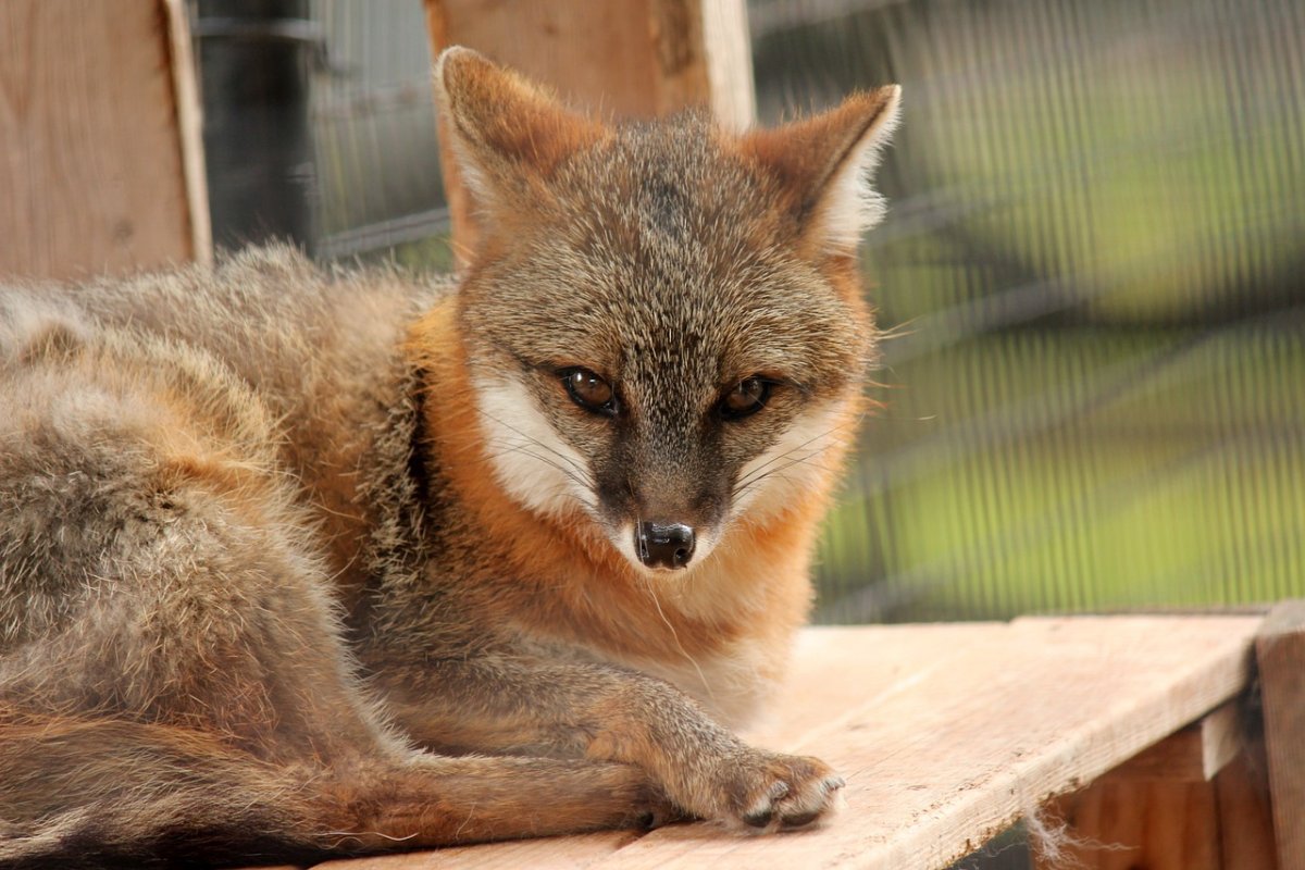 the hoary fox is in the list of brazilian animals