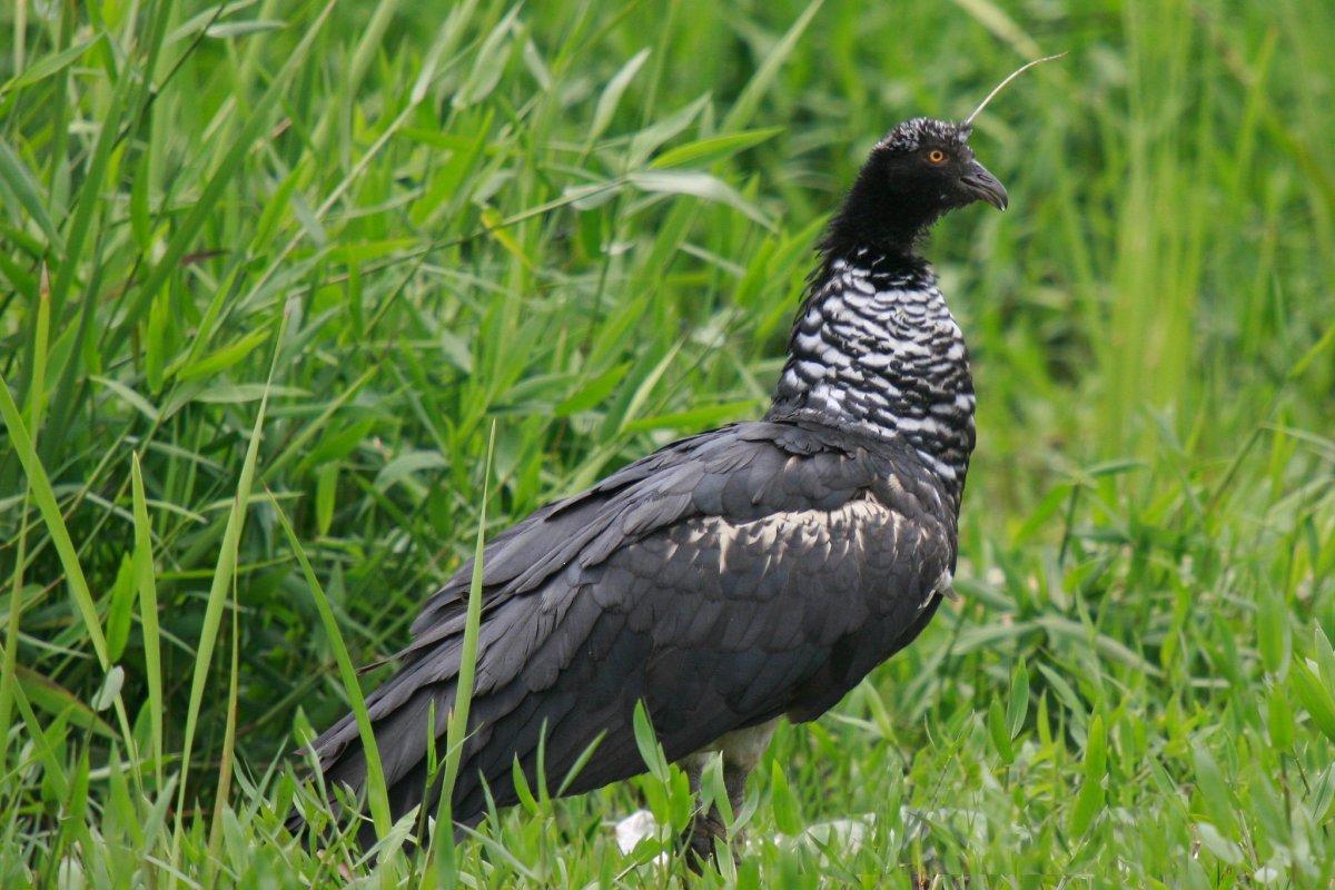 the horned screamer is in the animals that live in brazil