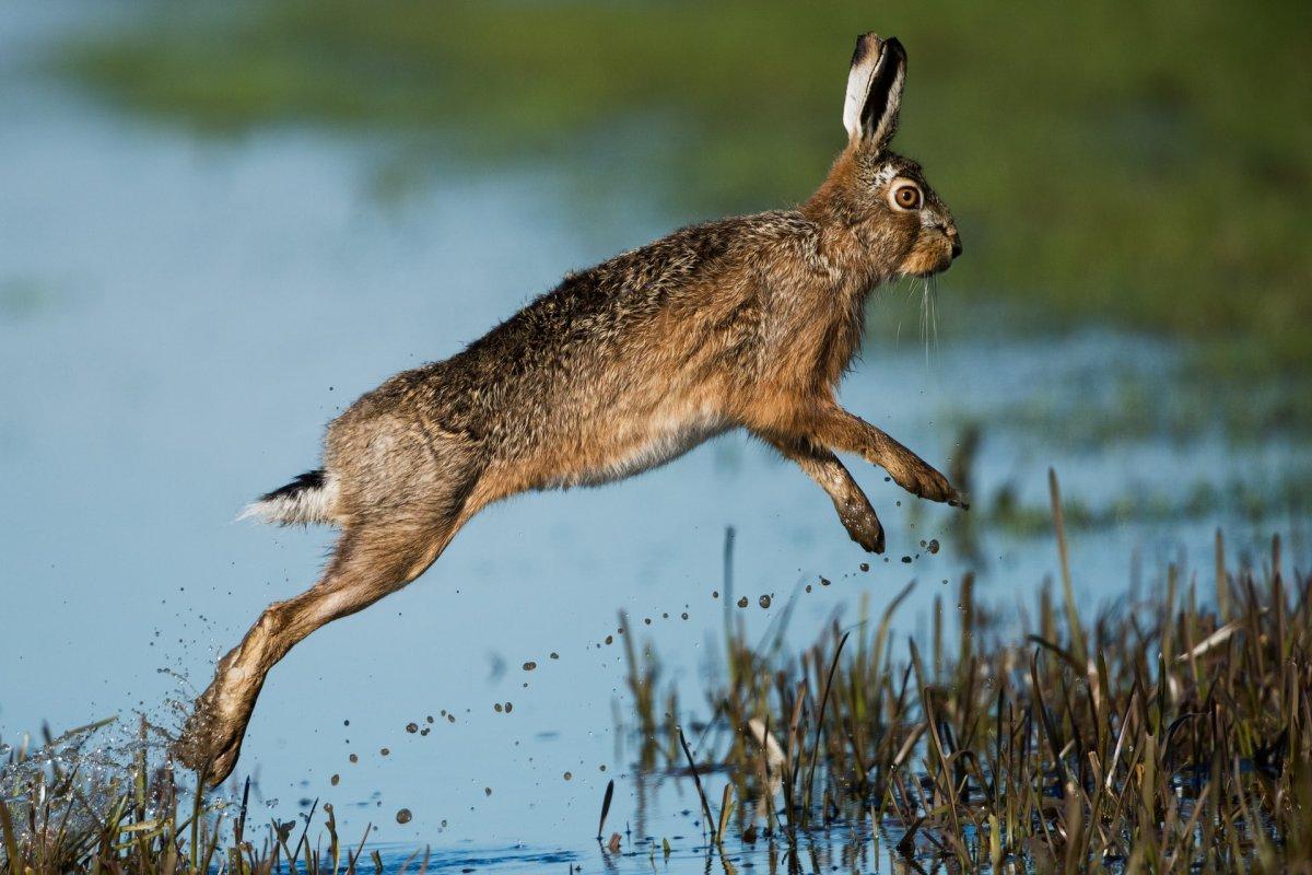 the irish hare is the national animal of ireland