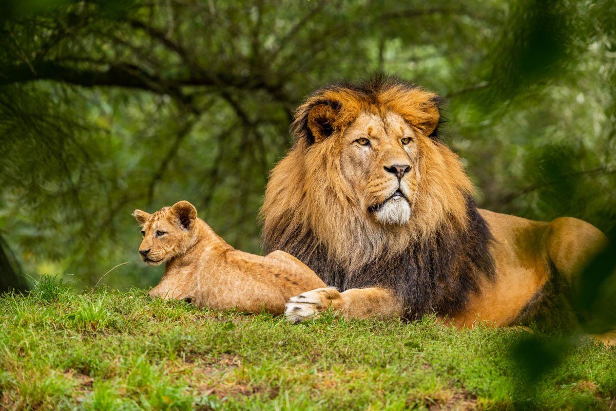 the lion is the bulgarian national animal