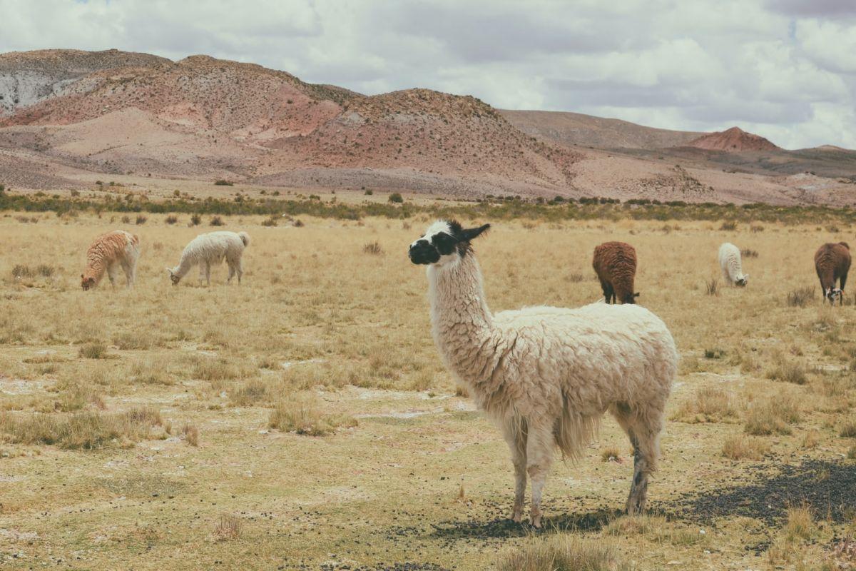 the llama is the national animal of bolivia