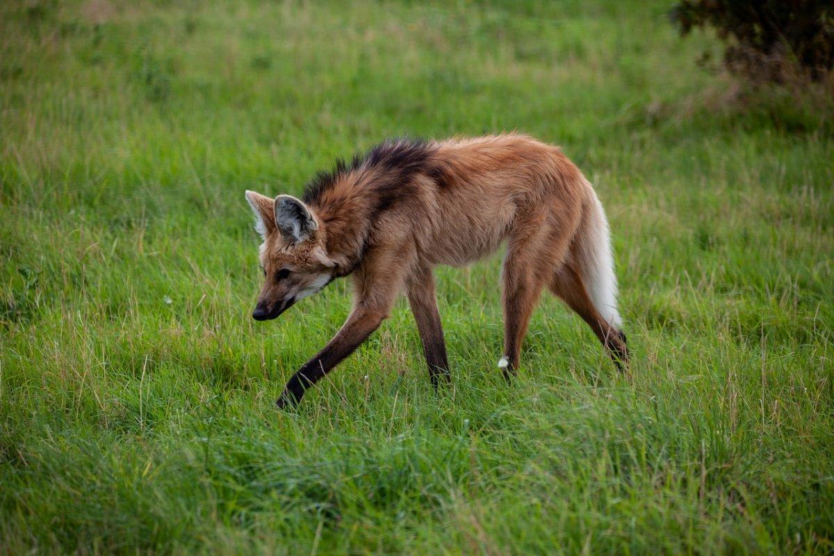 the maned wolf is among the animals that live in bolivia
