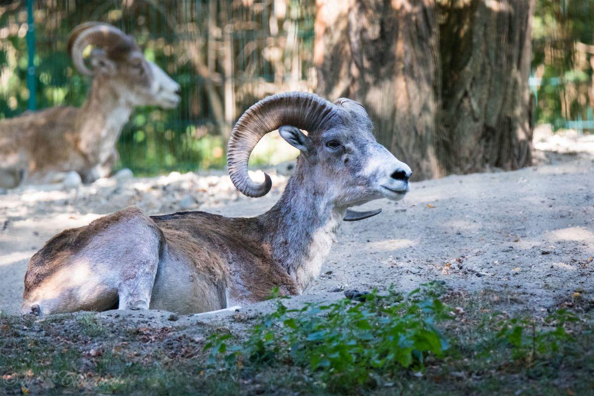 the marco polo sheep is part of afghanistan wildlife