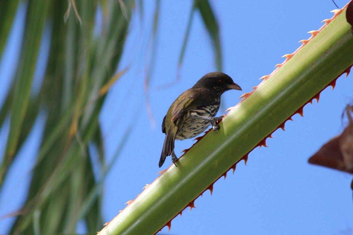 the palmchat is the dominican republic national animal