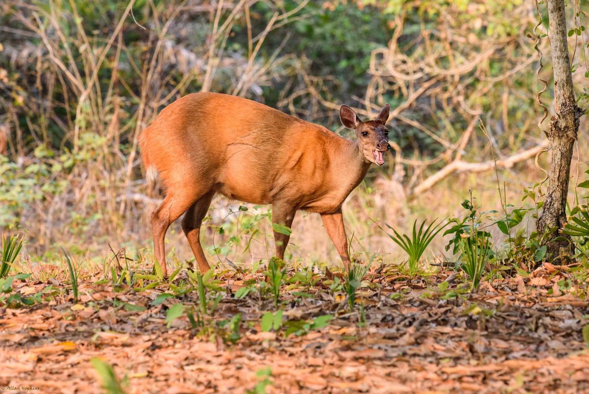the red brocket is among the native animals to brazil