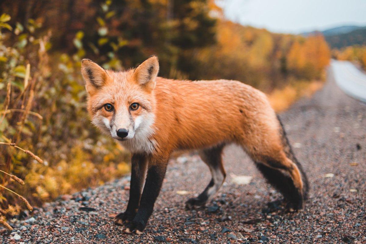 the red fox is part of the wildlife in the netherlands