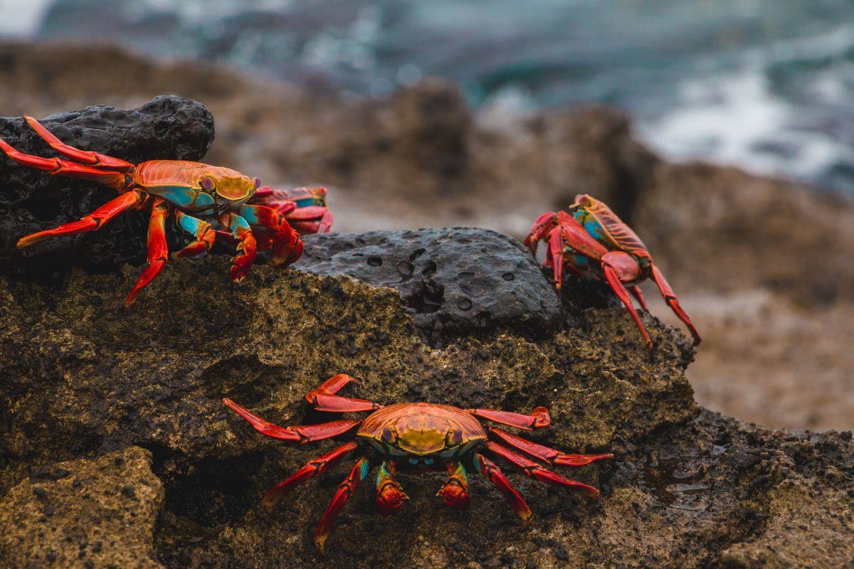 the red rock crab is in the ecuador animals list