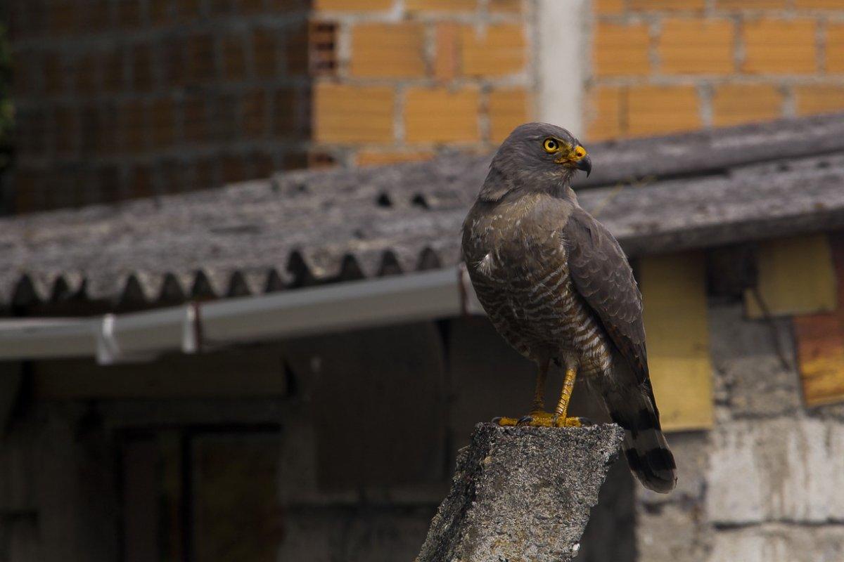 the roadside hawk is in the brazil wildlife animals