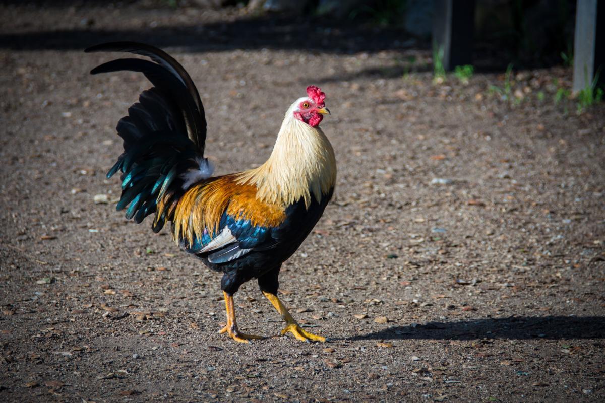 the rooster is the national animal in france