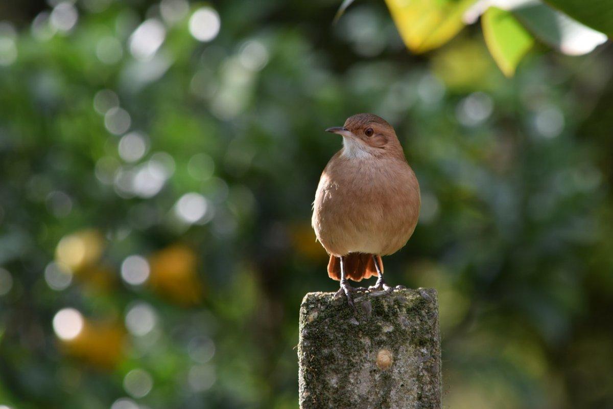 the rufous-bellied thrush is the national animal brazil