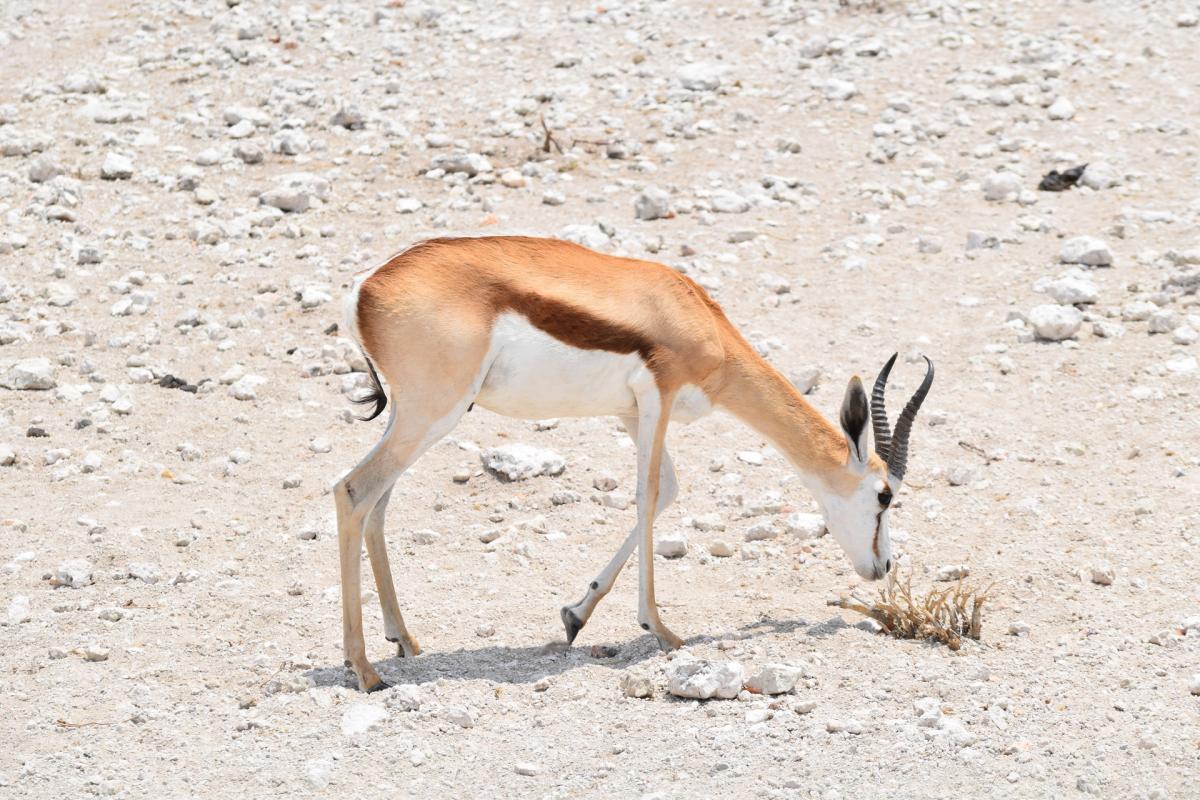 the saudi gazelle is among the desert animals in kuwait