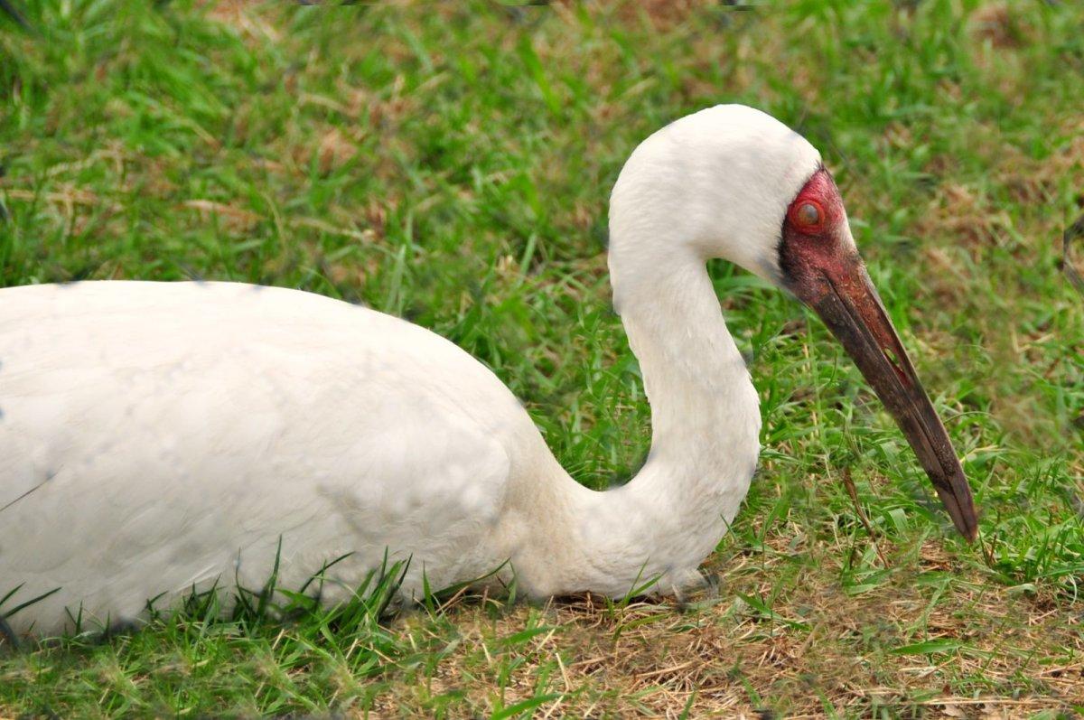 the siberian crane is one of the native iranian animals
