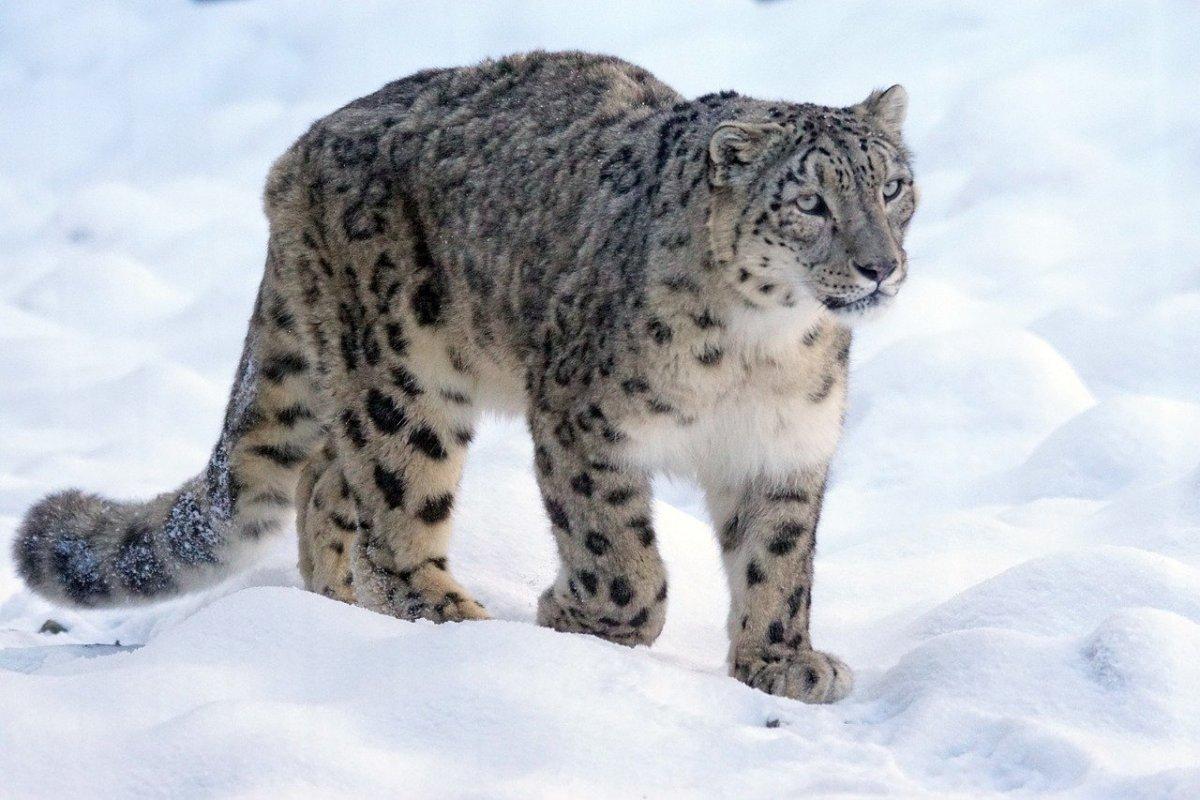 the snow leopard is one of the native afghanistan animals