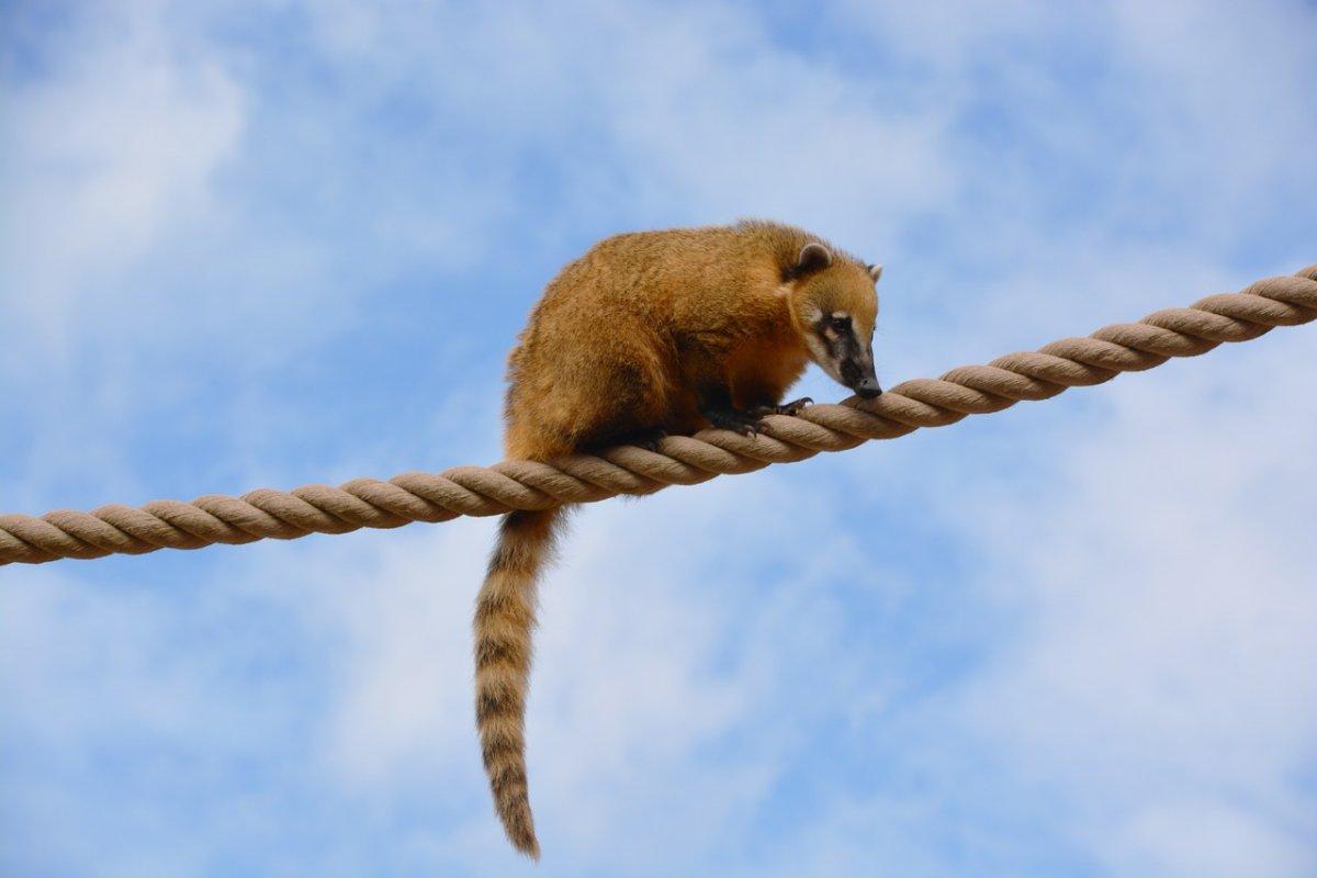 the south american coati is a brazilian animal