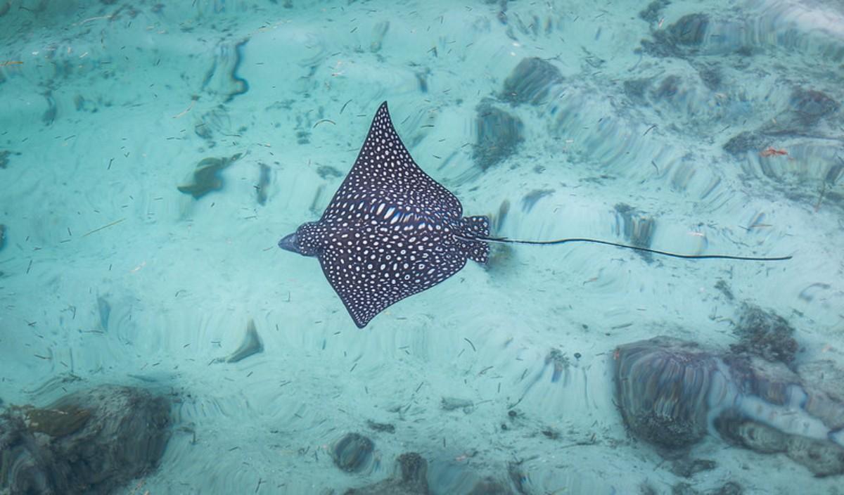 the spotted eagle ray is among the endangered animals in the dominican republic