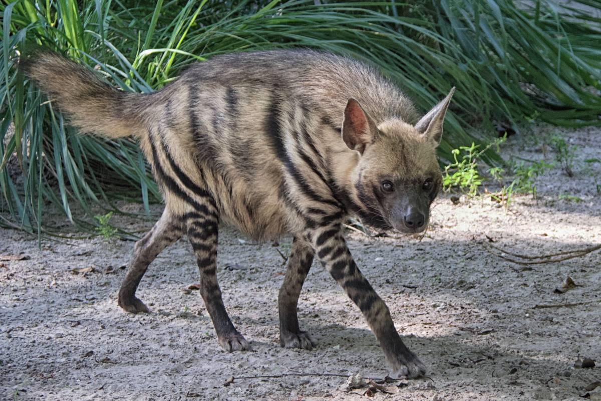 the striped hyena is the national animal of lebanon