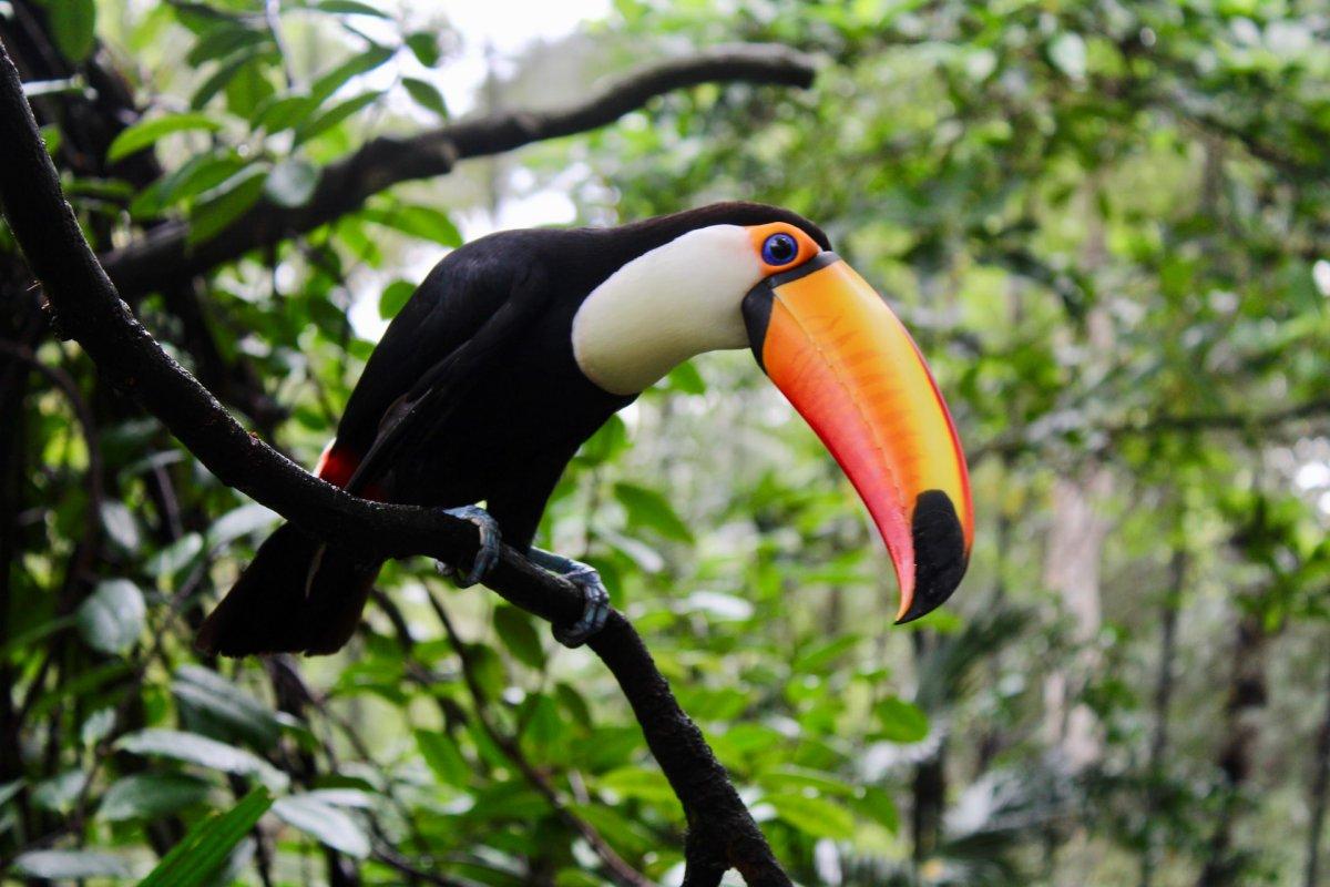 the toco toucan is one of the exotic animals in brazil