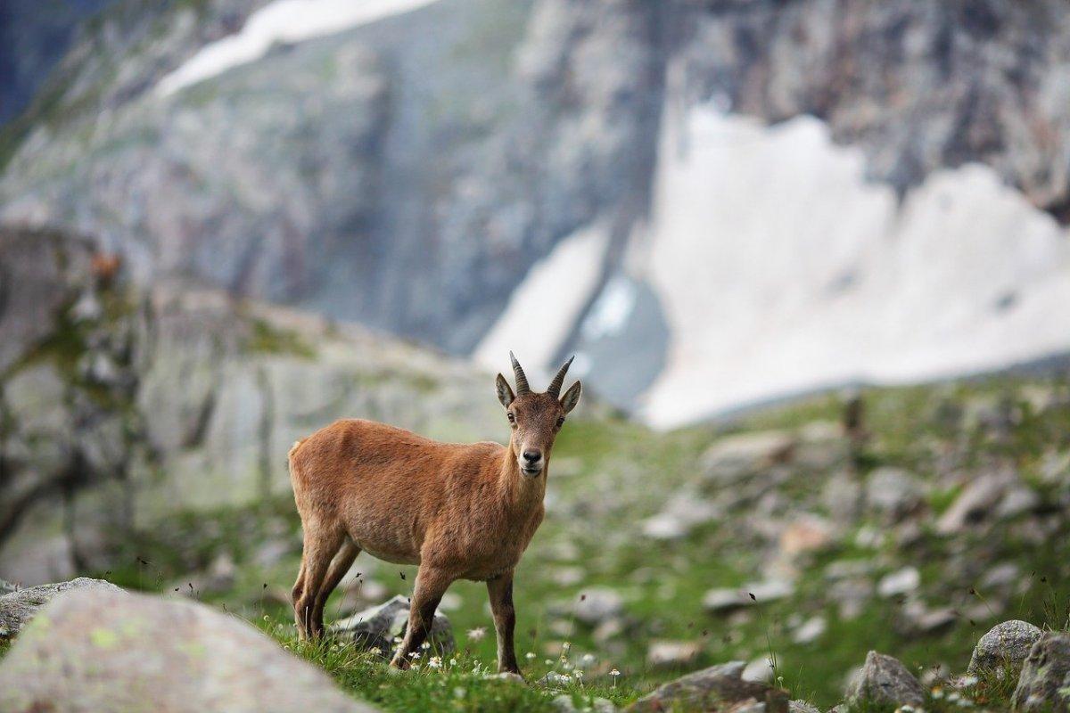 the west caucasian tur is one of the native animals in azerbaijan