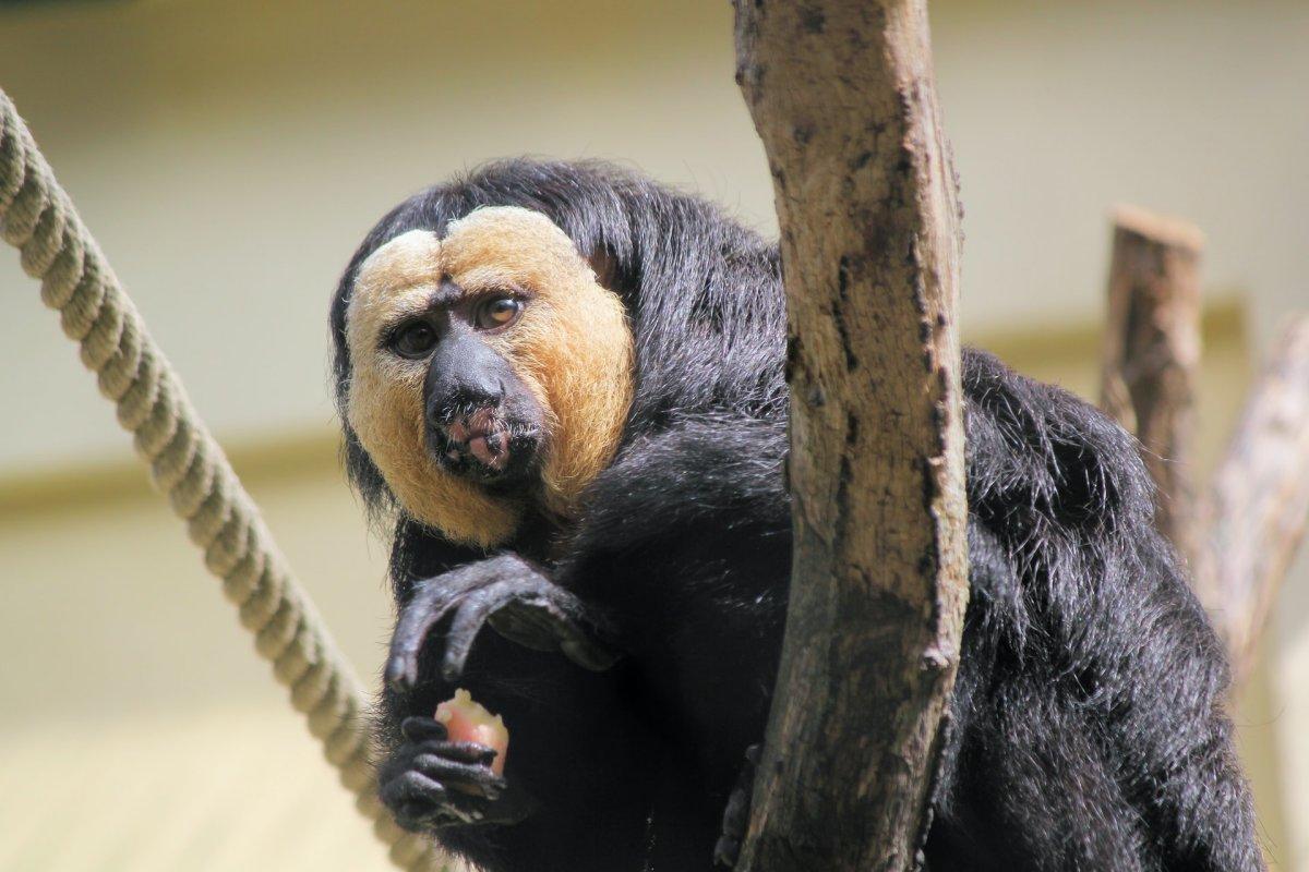 the white-footed saki is part of the brazil wildlife