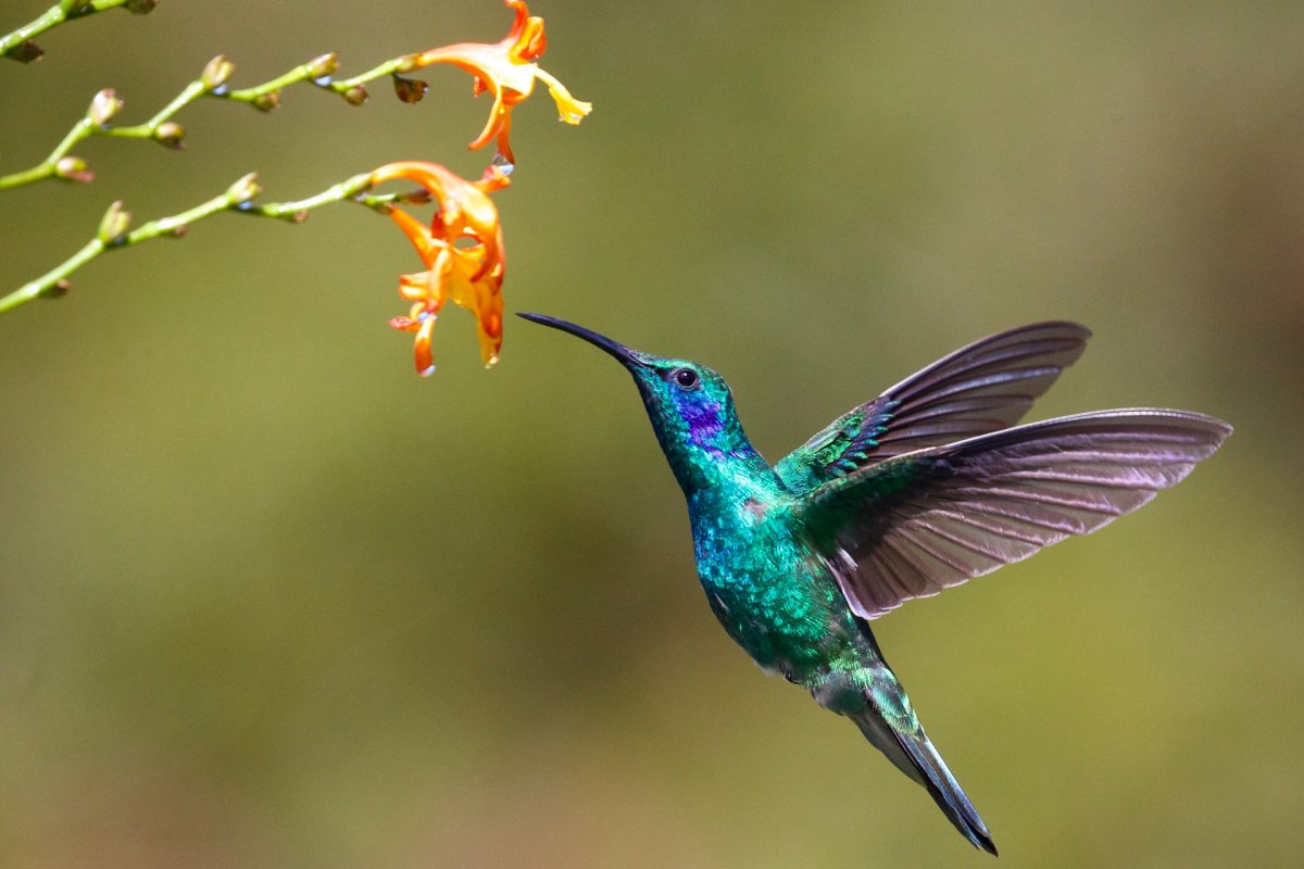 the white vented violetear is one of the unique animals in brazil
