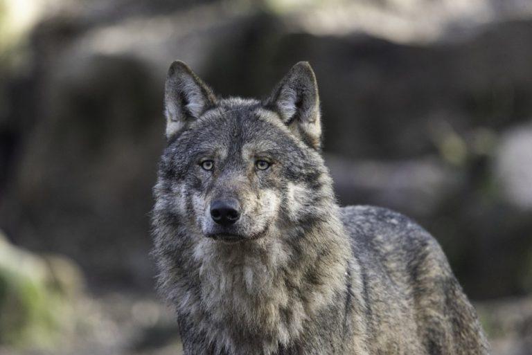 18 Wild Animals in the Netherlands [Wildlife in the Netherlands]