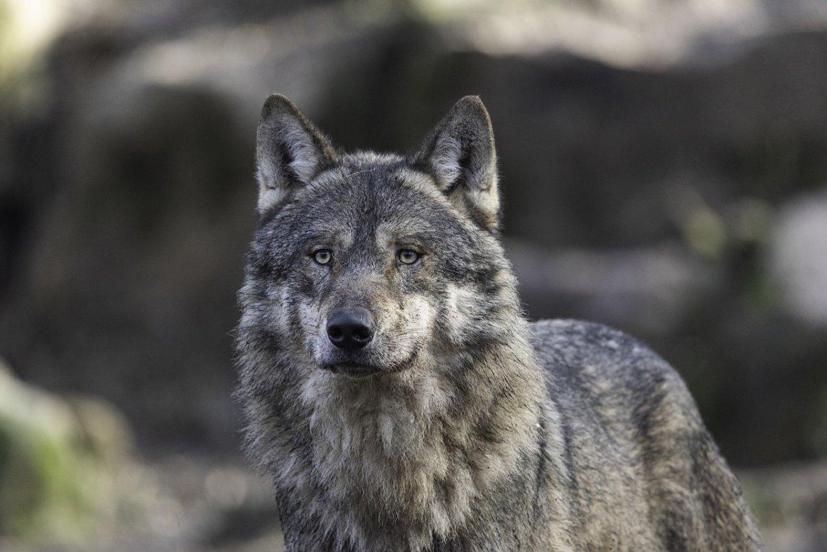 the wolf is part of the netherlands wildlife