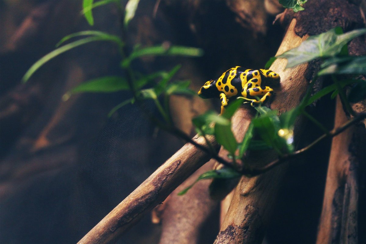 the yellow-banded poison dart frog is one of the animals unique to brazil
